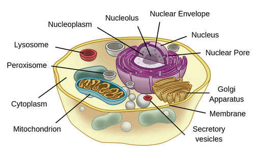 <p>small organelle that contains enzymes which break down lipids and destroy toxic molecules, producing H₂O₂ (hydrogen peroxide)</p>