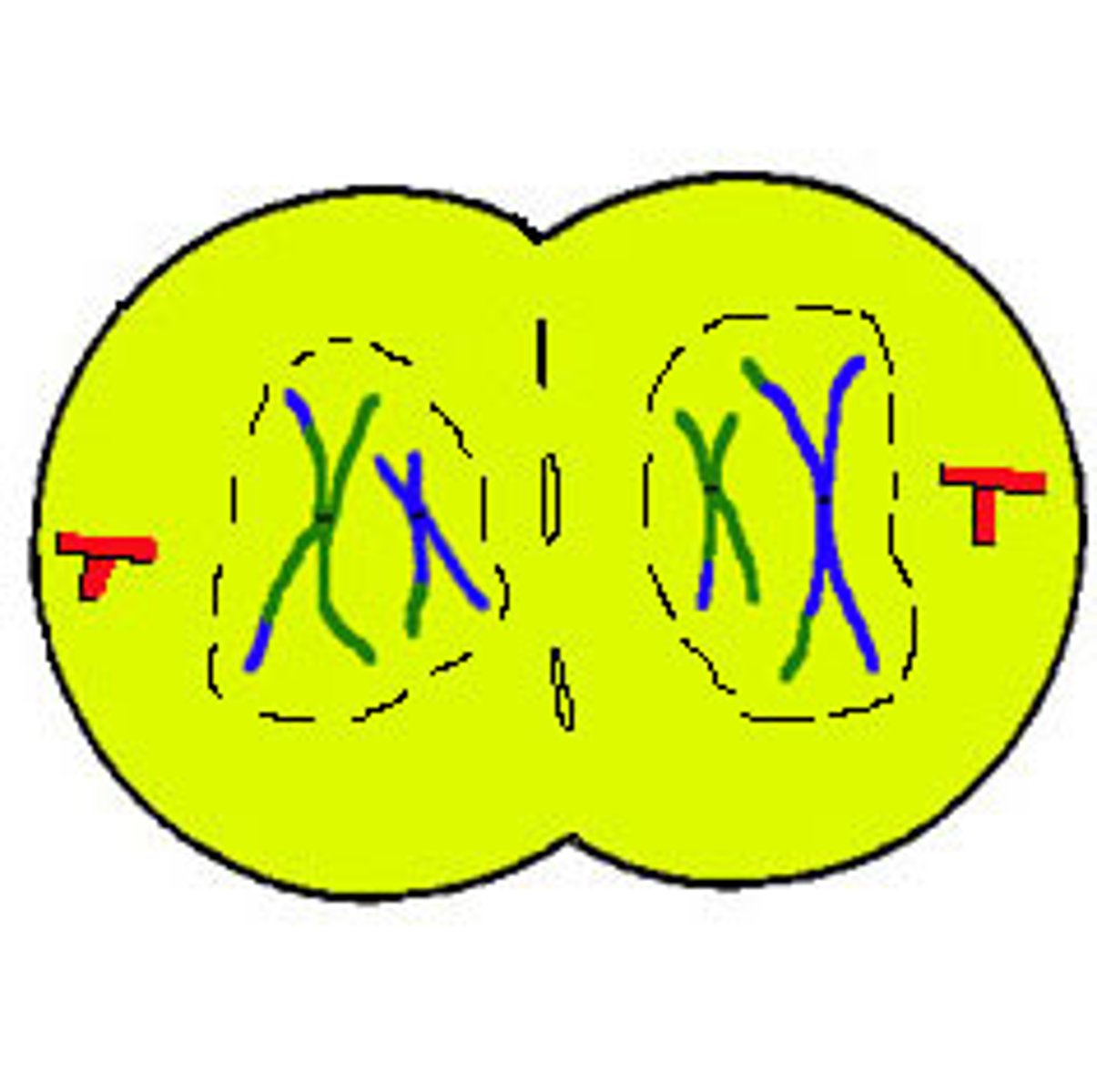 <p>Telephase</p>
