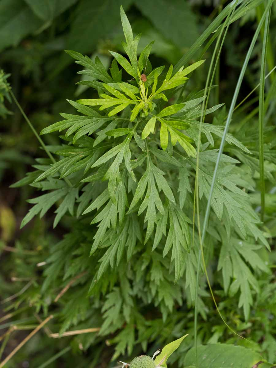 <p>A tall plant with deeply lobed, compound leaves that are silvery on the underside and aromatic when crushed, producing tiny greenish-yellow flower spikes.</p>