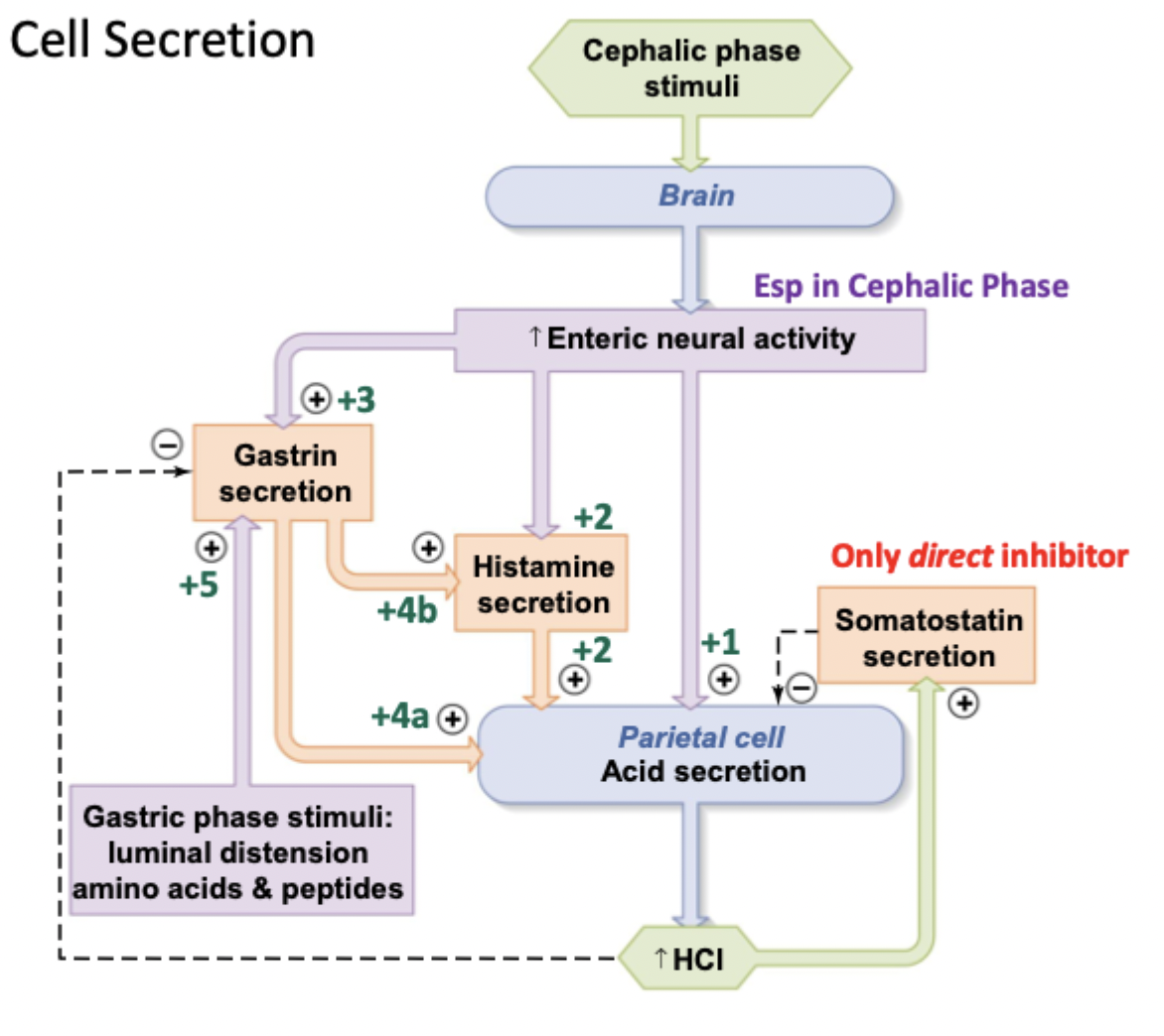 <p>Increases secretion</p><ol><li><p>Cephalic stimuli → increases enteric neural activity</p></li><li><p>Increase histamine secretion</p></li><li><p>Increase gastrin secretion (acts on both histamine and parietal cells)</p></li><li><p>Gastric phase stimuli increases amino acids, peptides, luminal distension → increases gastrin</p></li></ol><p>Decreases secretion</p><ol start="5"><li><p>Increases somatostatin</p></li></ol><p></p>