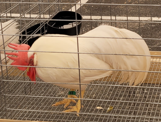 <p>What kind of Cock is this?</p>