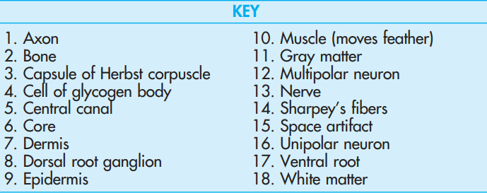 <p>Glycogen Body, Lumbosacral Enlargement, <strong>Spinal Cord </strong>xs</p>