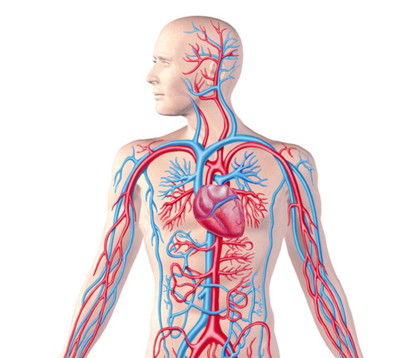 <p>Transports nutrients, gases, and wastes through blood.</p>