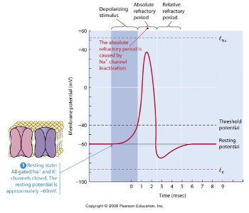 <p>What action potential is this? </p>