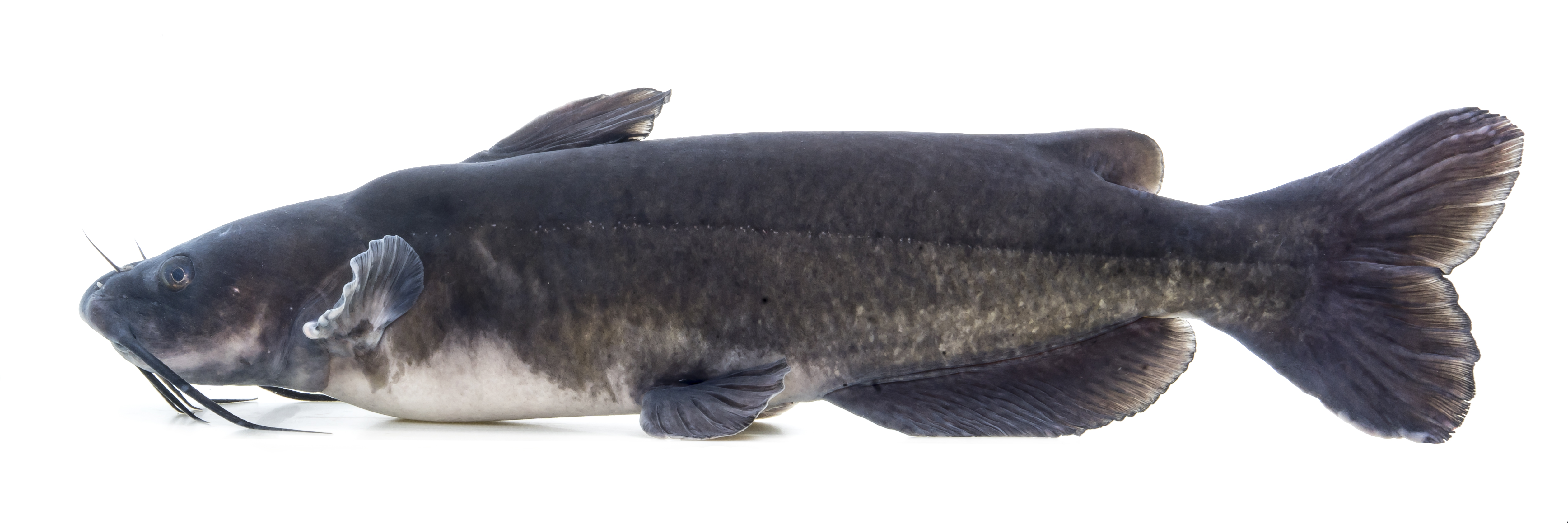 <p>What is the scientific name for Channel Catfish?</p>