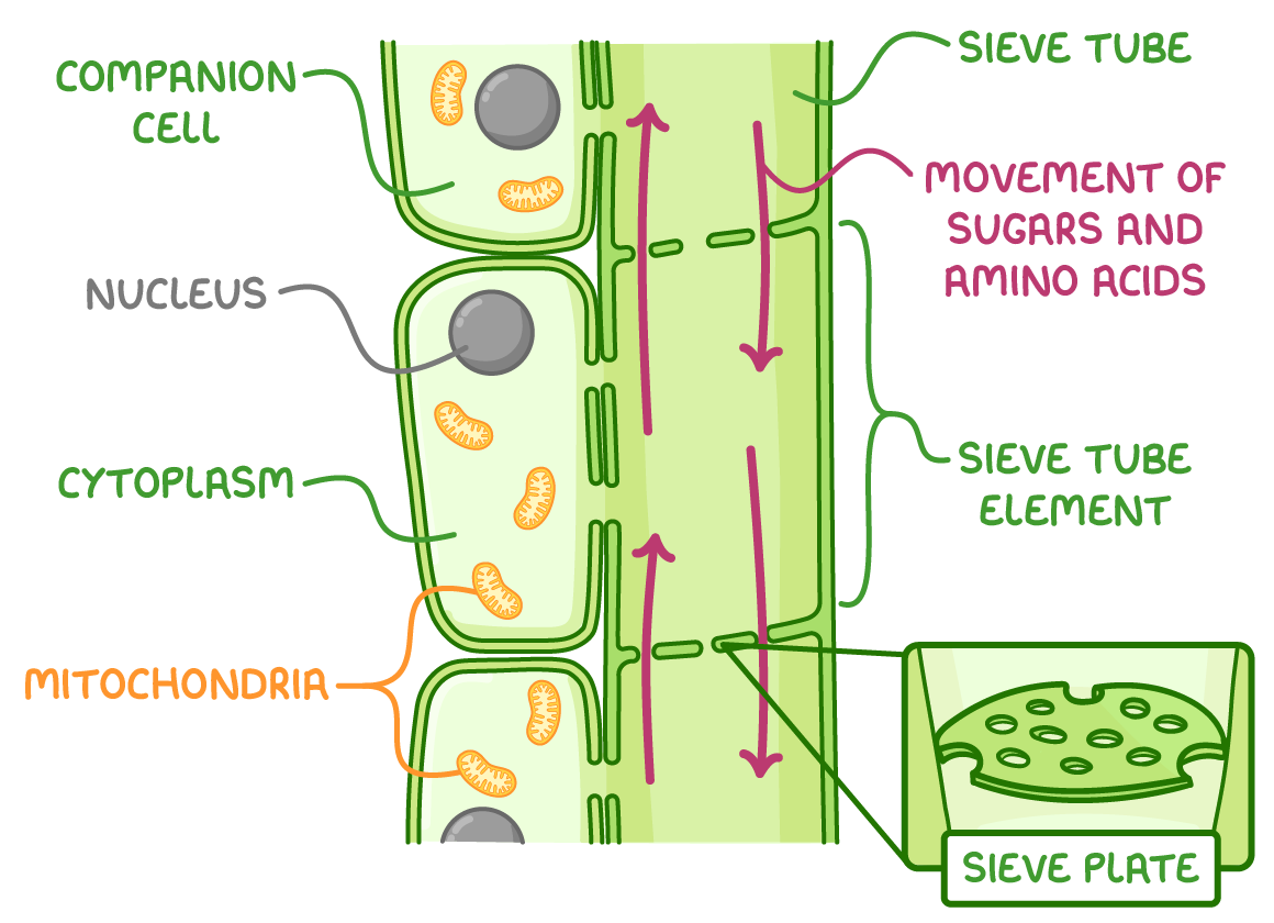<p><span style="background-color: transparent;"><span>-sieve tube elements = connected end to end forming a long sieve tube </span></span></p><p><span style="background-color: transparent;"><span>-sieve plates with pores = allows sugars and amino acids to flow through between sieve tube elements </span></span></p><p><span style="background-color: transparent;"><span>-phloem lacks organelles for smooth flow of assimilates </span></span></p><p><span style="background-color: transparent;"><span>-companion cell = keeps phloem alive & has many organelles e.g. large nucleus, mitochondria and ribosomes</span></span></p>
