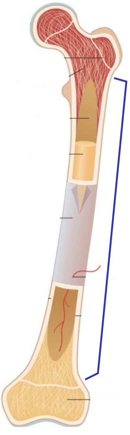 <p><strong>Name the following</strong></p>
