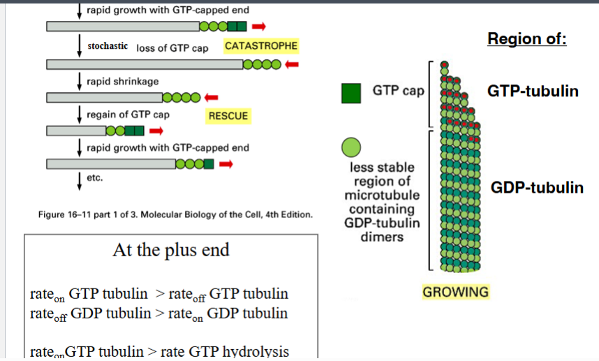 <p><span style="background-color: transparent;"><strong>Molecular Mechanism: The GTP Cap Model</strong></span></p>