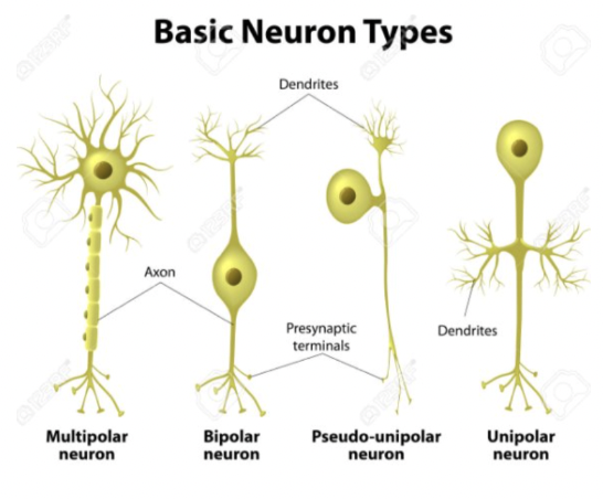 <p><span style="background-color: transparent;"><strong><span>multipolar neuron</span></strong><span>: most common; found in CNS, motor neurons</span></span></p><p><span style="background-color: transparent;"><strong><span>bipolar neuron</span></strong><span>: least common; found in eyes; two processes</span></span></p><p><span style="background-color: transparent;"><strong><span>pseudo-unipolar neuron</span></strong><span>: 1 process, but looks like 2 processes&nbsp;</span></span></p><p><span style="background-color: transparent;"><strong><span>unipolar neuron</span></strong><span>: 1 process</span></span></p><p><span style="background-color: transparent;"><span>*pseudo-unipolar &amp; unipolar are similar—both sensory neurons</span></span></p>
