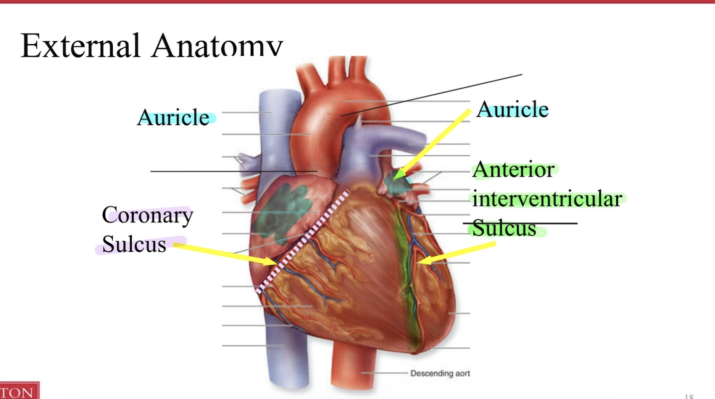 <p><strong>Auricle: </strong><em>anterior</em> flap-like extension at each atrium that expands the volume</p><p></p><p><strong>Sulcus: </strong>large grooves on external surface of the heart </p><p></p><p><strong>Coronary vessels: </strong>nest in sulci </p><p></p><p><strong>Coronary sulcus: </strong>divides the atria from ventricles </p><p></p><p><strong>Interventri sulci: </strong><span>divide the ventricles from each other (<em>posterior and anterior</em>)<br></span></p><p></p><p></p>