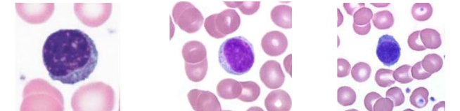 <p>Name the function (lymphocyte)</p>