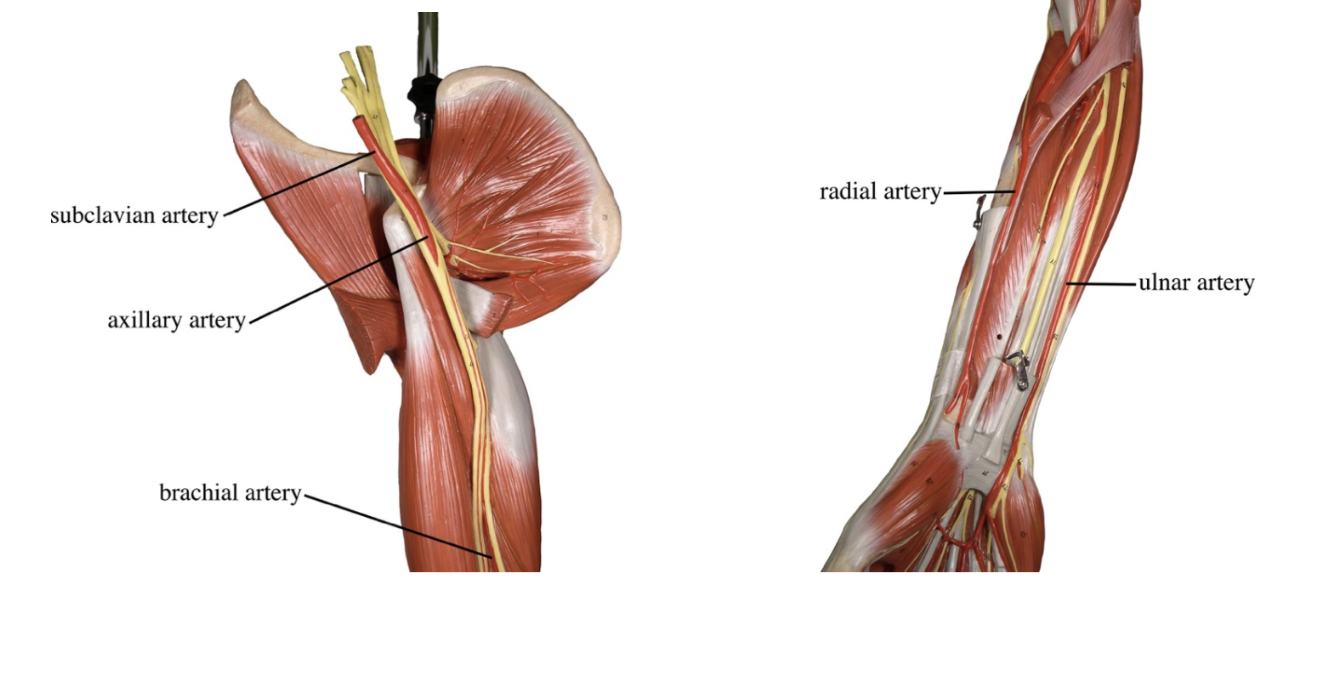 <ol><li><p>Subclavian Artery</p></li><li><p>Axillary Artery</p></li><li><p>Brachial Artery</p></li><li><p>Radial Artery</p></li><li><p>Ulnar artery</p></li></ol><p></p>