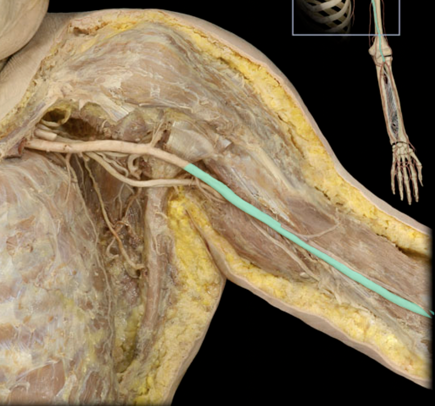 <p>Identify the blood vessel of the upper extremity</p>