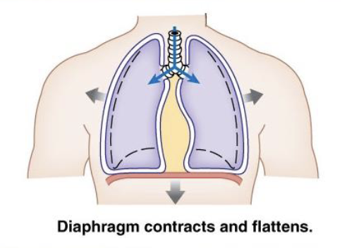 <ul><li><p>thoracic volume increase (needs to make room so the diaphragm contracts and moves down)</p></li><li><p>diaphragm contracts down (give a mechanical boost to the lungs)</p></li><li><p>ribs contract outward</p></li><li><p>space inside lungs increases</p></li><li><p>pressure inside lungs decreases</p></li><li><p>pressure inside lungs is less than atmospheric pressure</p></li><li><p>air rushes into lungs</p></li></ul><p></p>