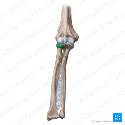 <p>Name the specific part of the bone in color</p>
