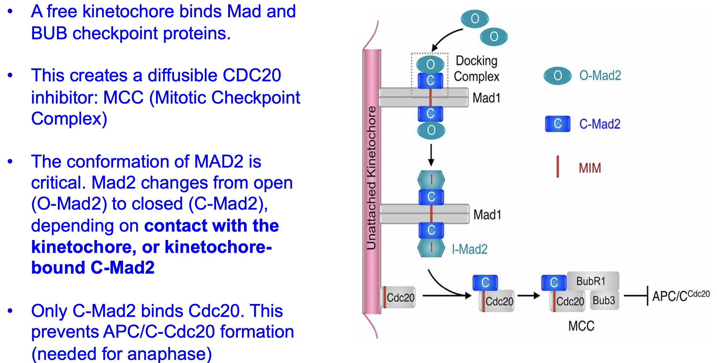 <p>If microtonal not bound = free kinetochore.</p><ul><li><p>Mad 1 binds to free kinetochore.</p></li><li><p>O-Mad 2 binds to Mad 1.</p></li><li><p>Now O-Mad2 → C-Mad2. </p></li><li><p>C-Mad2 will bind and inhibit cdc20 <br>and thus APC/CCdc20 activation and thus inhibitseparase</p></li></ul><p></p><p>Can be fixed ones all kinechore are bound.</p>