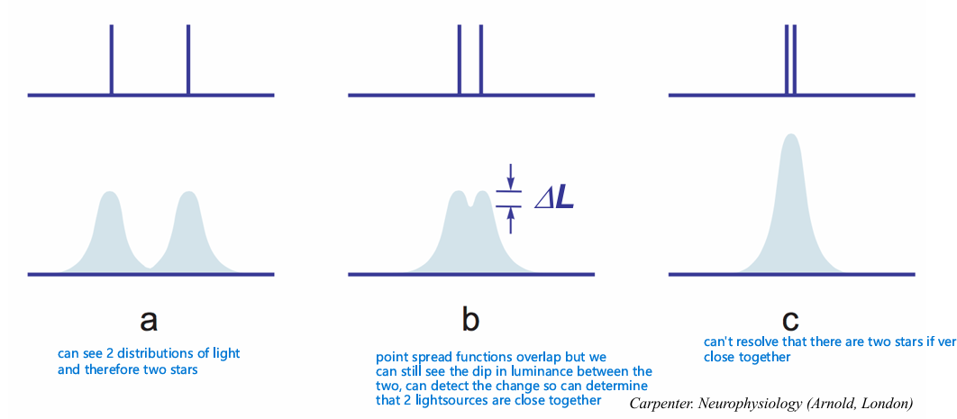 <p>The ability to see critical detail in a scene, rather than simply detecting something is there</p><ul><li><p>e.g. the ability to resolve that there are two stars, rather than one </p></li><li><p>the point spread function is a key factor in determining the eye’s resolving capacity for high spatial frequencies</p></li></ul><p></p>