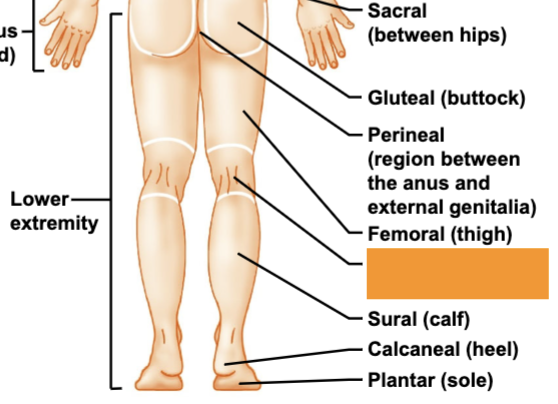 <p>back of knee</p>