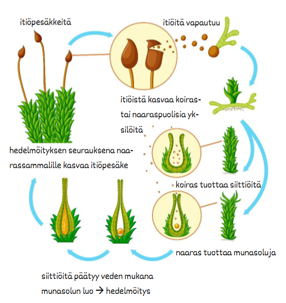 <ul><li><p>Sammaleen <strong>itiöpesäkkeistä</strong> vapautuu <strong>itiöitä</strong>.</p></li><li><p>Itiöistä kasvaa <strong>koiras- tai naaraspuolisia</strong> sammalyksilöitä.</p></li><li><p><strong>Koiras</strong> tuottaa <strong>siittiöitä</strong> ja <strong>naaras munasoluja</strong>.</p></li><li><p><strong>Siittiöt päätyvät veden mukana</strong> munasolun luo ja tapahtuu <strong>hedelmöitys</strong>.</p></li><li><p>Hedelmöityksen seurauksena <strong>naarassammalelle kasvaa uusi itiöpesäke</strong>, joka muodostaa taas itiöitä.</p></li></ul><p></p>
