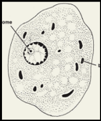 <p>Is this Entamoeba coli or Entamoeba histolytica?</p>