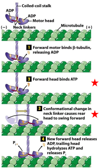 <p>ATP hydrolysis + Pi release → associated w/ Δ conformation of head/neck</p><ol><li><p>ATP binds to forward head → Δ conformation in neck linker</p></li><li><p>Rear head swings forward past front head</p></li><li><p>New forward head release ADP </p></li></ol><p></p>