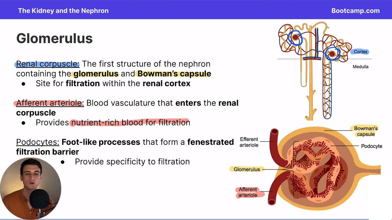 <p>brings nutrient rich blood into the glommerulus for filtration </p>