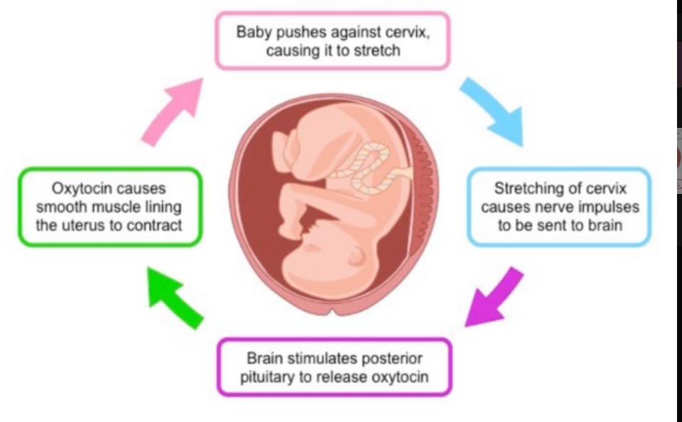 <p><span>Ex. Child birth- Amplifies responses</span></p>