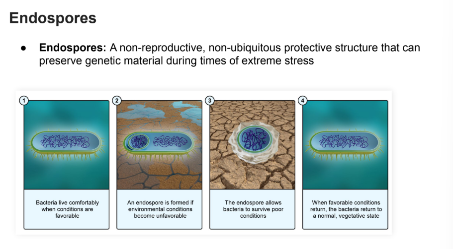 <p>Non-reproductive, non-ubiquitous protective structure that can preserve genetic material during times of extreme stress. </p><p></p><p>IT IS LIKE A LITTLE PROTECTIVE COAT IT CAN HIDE INTO</p>