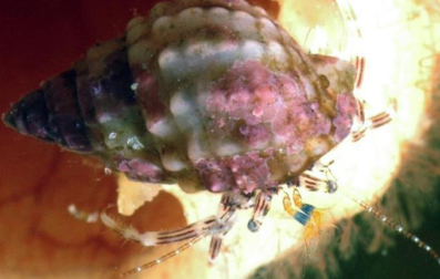 <p>ARTHROPODA Handrecks hermit crab</p>