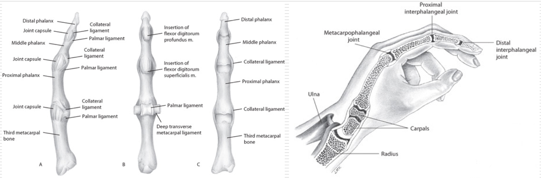 <p>Metacarpophalangeal (MCP) Joint </p><p>Proximal Interphalangeal (PIP) Joints - hinge</p><p>Distal Interphalangeal (DIP) Joints - hinge </p>