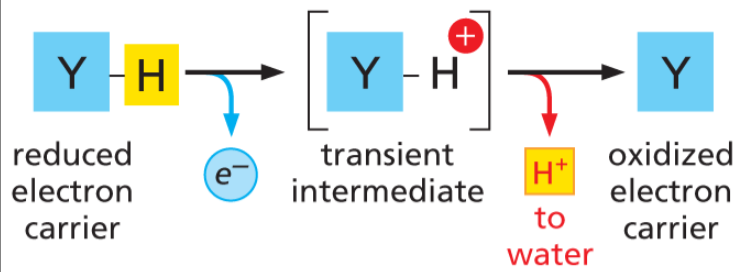 <p>removal of an electron (CATABOLIC)</p><ul><li><p><u>occurs through the addition of an oxygen, or removal of an H</u></p></li><li><p><strong>energetically FAVORABLE! </strong>= releases energy</p></li></ul><p>always coupled w/ reduction!</p>