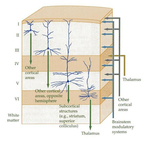 <p>Cerebral cortex is composed of 6 layers stacked on top of each other, consisting of varying concentrations of different types of neurons</p>