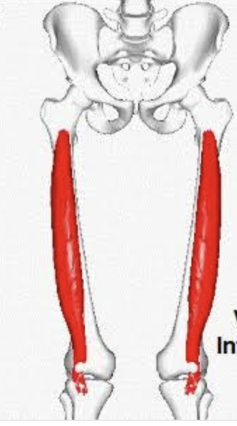 <p>what muscle is this (muscle inside thigh)</p>