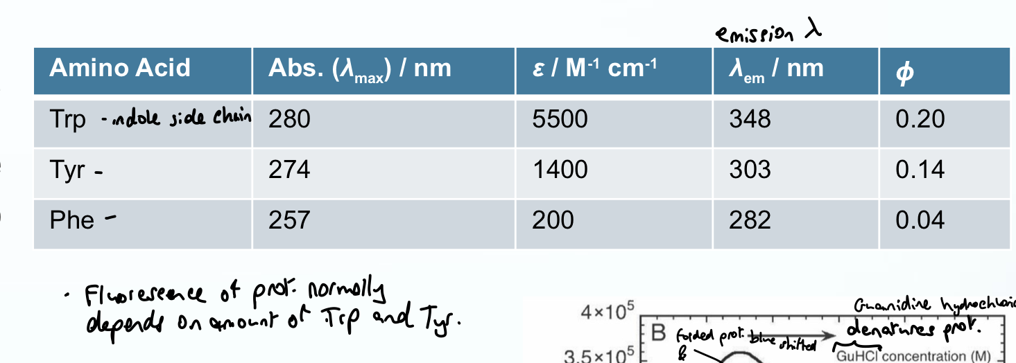 <p>Abs < 300 nm</p><p>Emission wavelength > 300 nm (fluorescence)</p><p>Quantum yield: dependent but is ideal for studying fluorescence e.g. Quantum yield for Trp is 0.2, so for every 100 photons absorbed, 20 of them will fluoresce (0.04 is very poor so Phe is rarely studied)</p>