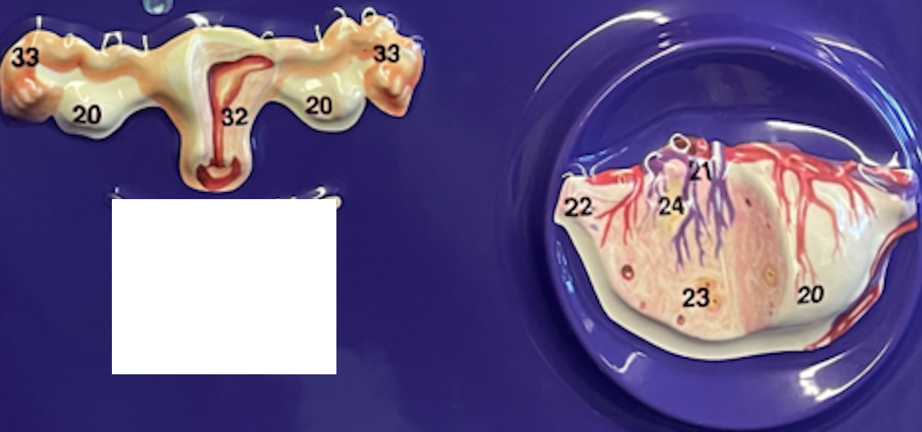 <p>estrogen </p>
