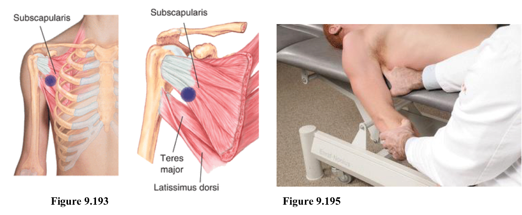 <p>E IR</p><p>Location is at the anterolateral border of the scapula on the subscapularis muscle pressing from an anterior lateral to posteromedial direction</p><ol><li><p>Pt supine</p></li><li><p>Physician sits or stands on same side</p></li><li><p>Locate Scapula, follow the lateral border, press deeper as your go superior (must go through muscle layers)</p></li><li><p>Tender point is on anterior surface of scapula, palpating in a posterior and medial direction. (Deep enough as you should not be able to see your finger tip)</p></li><li><p>Shoulder is extended and internally rotated</p></li></ol><p></p>