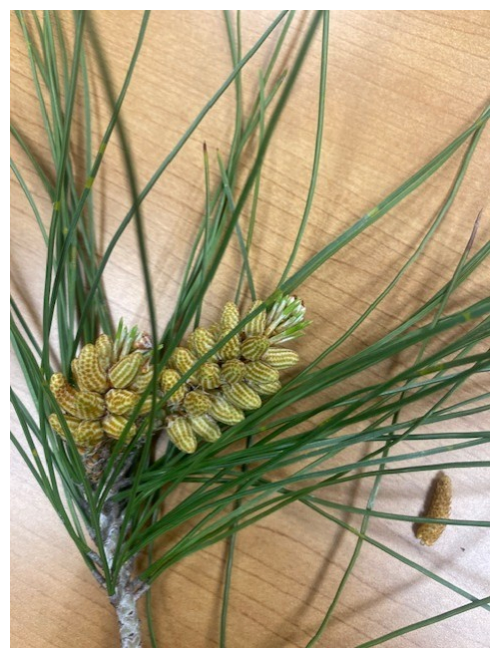 <p>Which cone produces pollen?</p>