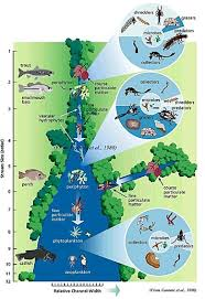 <p>model for classifying and describing riverine ecosystems, </p><ul><li><p>a river is dependent on upstream inputs</p></li><li><p>biotic complexity changes as the river gets larger </p></li><li><p>increased diversity and primary productivity as a system moves downstream and grows in size </p></li></ul><p></p>