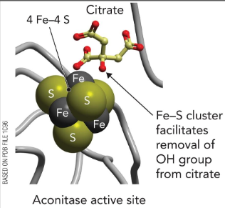 <p>Fe-S cluster facilitates removal of OH group from citrate</p>