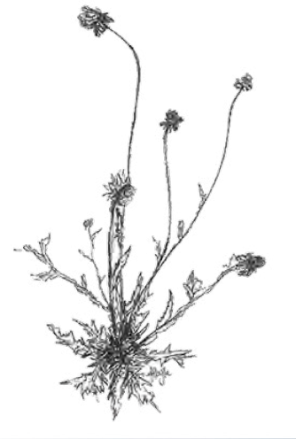 <ul><li><p><span><span>a type of inflorescence made up of only a single flower</span></span></p></li><li><p><span><span>no clustering at all</span></span></p></li></ul><p></p>