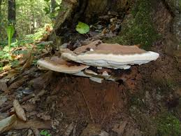 <p><strong>(<em>Ganoderma applanatum</em>)</strong> – Large woody shelf; white underside bruises brown. <strong>Saprophyte/parasite.</strong><br><strong>Uses:</strong> Art surface, medicinal interest.</p>