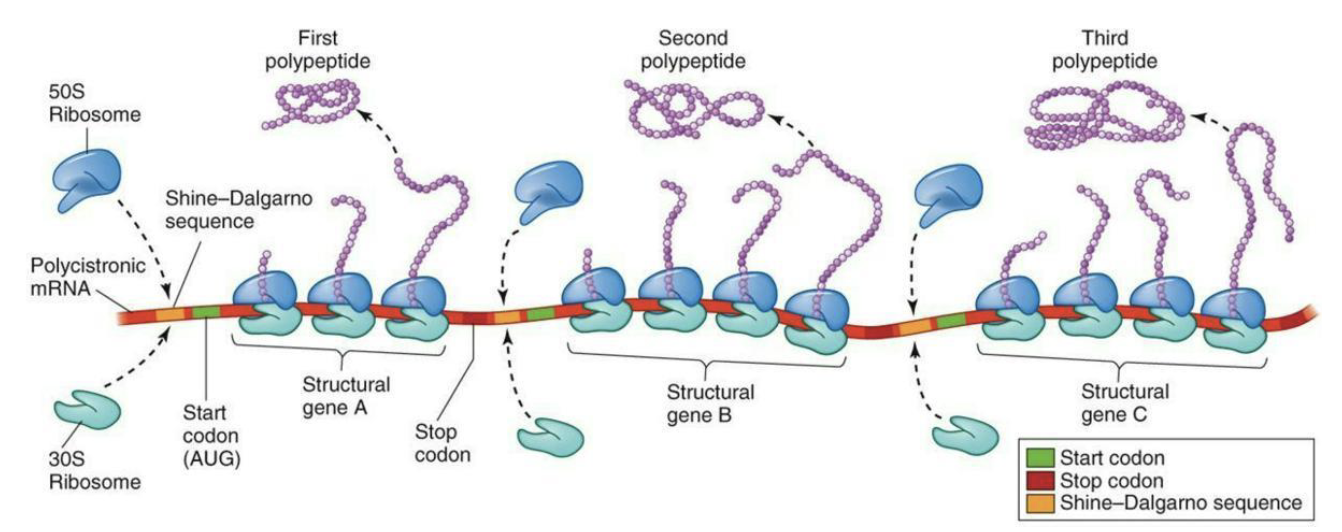 <ul><li><p>Bacterial mRNA can be <strong><em>polycistronic</em></strong> using multiple Shine-Delgarno sequences on the same mRNA molecule to encode multiple proteins</p></li><li><p>Eukaryal mRNA is <strong><em>monocistronic</em></strong> and TL begins at first start codon</p></li></ul><p></p>