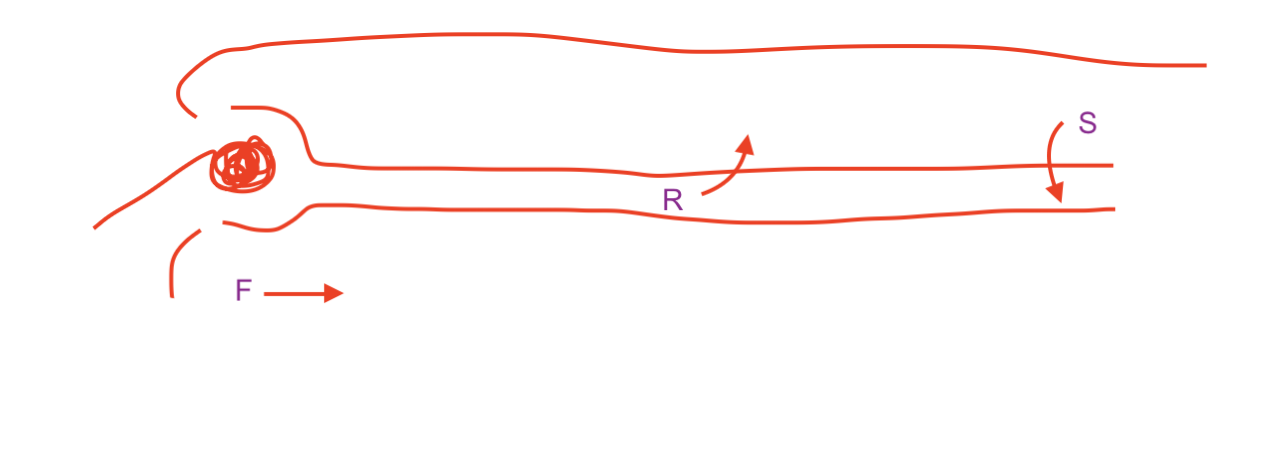 <p>kidney - vertebrates</p>