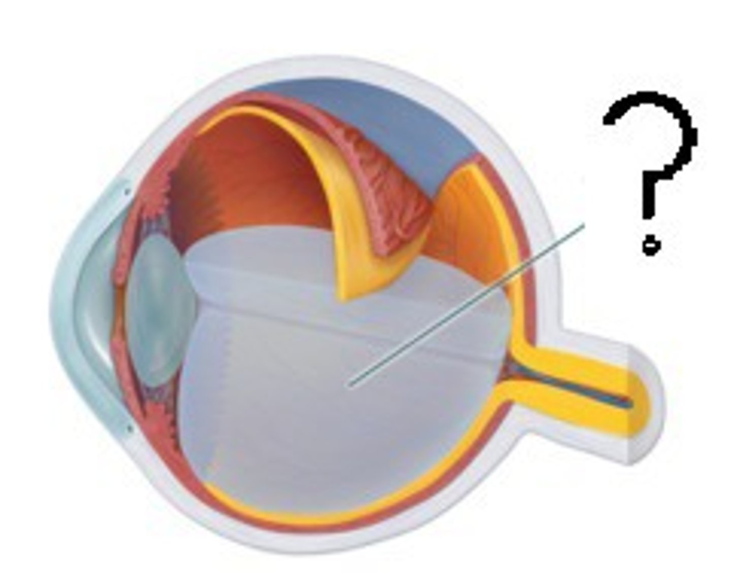 <p>-jellylike substance</p><p>-behind the lens in the posterior cavity</p>
