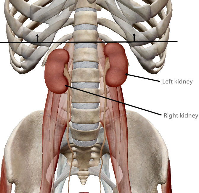 <p>The left kidney is positioned slightly ____ to the right kidney.</p>
