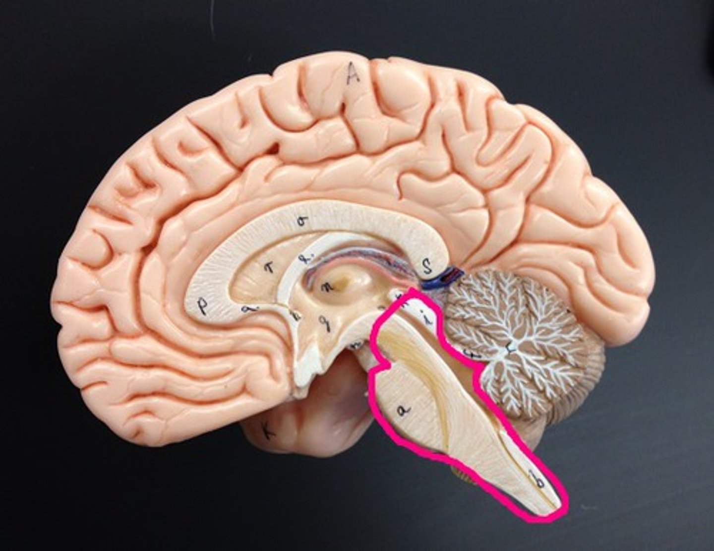 <p>Connected to the superior part of the spinal cord.</p>