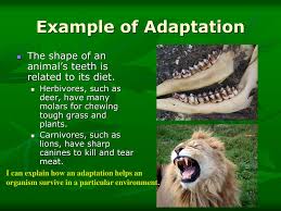 <p>Adaptation</p>