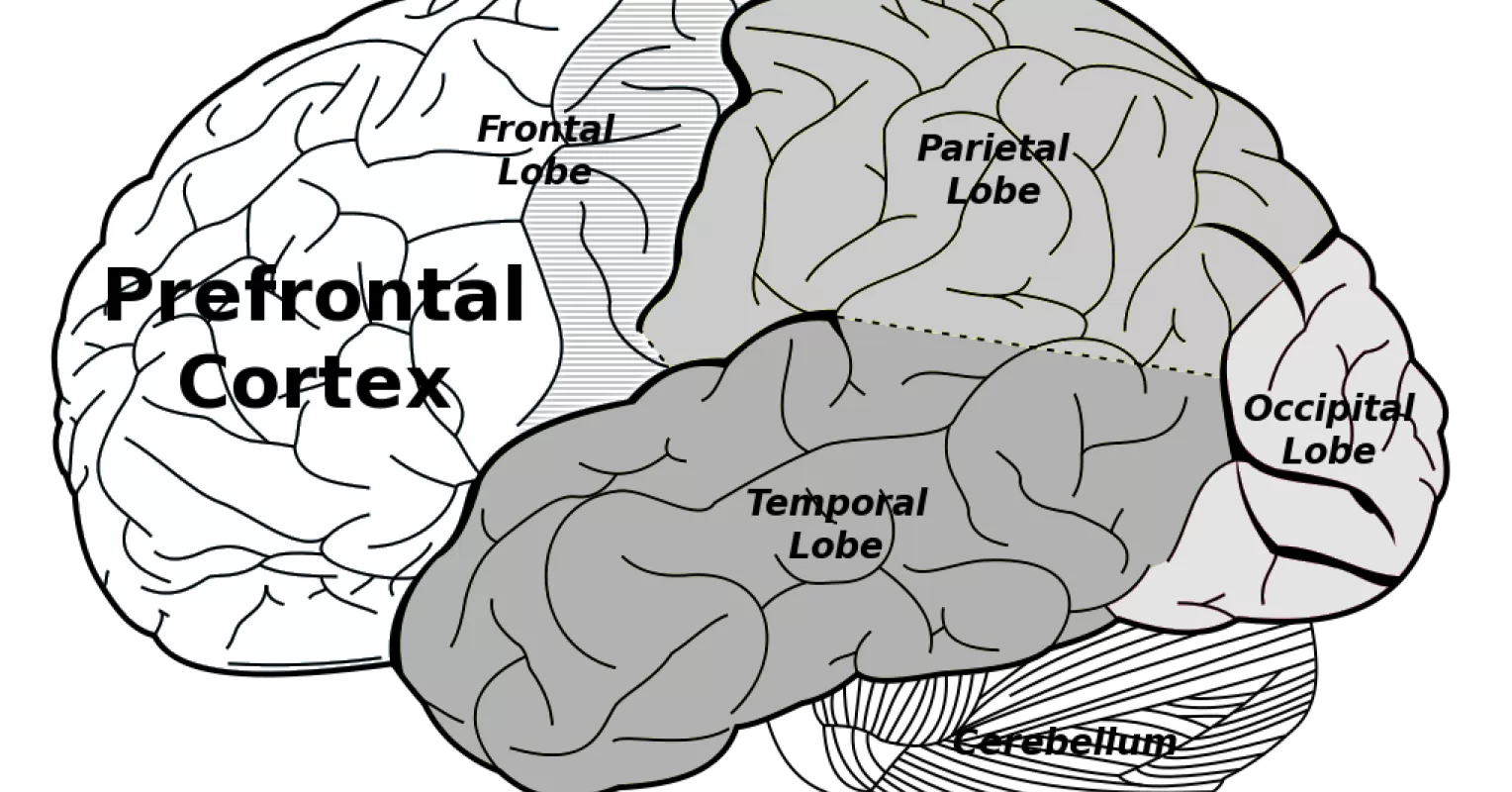 <p>Frontal lobes (especially prefrontal cortex)</p>