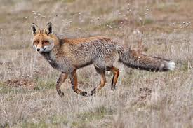 <p>Avg size. <strong>~10-15+ lbs</strong>. 3-4 ft long with tail.</p><p>Track L: <strong>~ 1.75 - 2.5</strong> in, W: <strong>1.5- 2</strong> in.</p><p><strong>White tipped tail.</strong></p><p>Habitat generalist. Omnivore (voles/mice), caches food. Nocturnal. Solitary.</p>