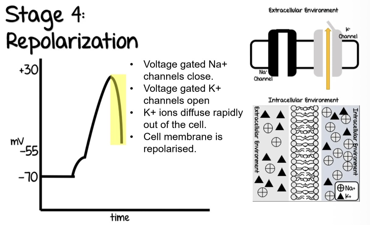 <ul><li><p>Voltage gated Na+ channels close. </p></li><li><p>Voltage gated K+ channels open </p></li><li><p>K+ ions diffuse rapidly out of the cell.</p></li><li><p>Cell membrane is repolarised.</p></li></ul><p></p>